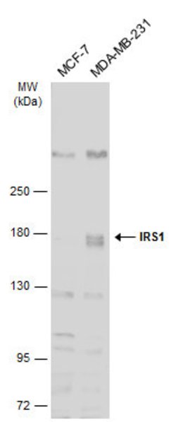 Invitrogen IRS1 Polyclonal Antibody 100 &mu;L; Unconjugated:Antikörper