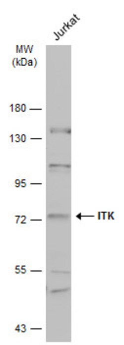 Invitrogen ITK Polyclonal Antibody 100 μL; Unconjugated:Antibodies,