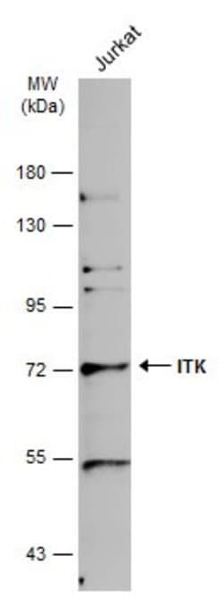 Invitrogen ITK Polyclonal Antibody 100 &mu;L; Unconjugated:Antibodies,