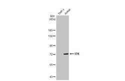 Invitrogen ITK Polyclonal Antibody 100 &mu;L; Unconjugated:Antibodies,