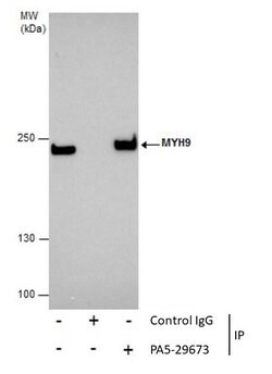 MYH9 Polyclonal Antibody, Invitrogen 100 &mu;L; Unconjugated:Antibodies,