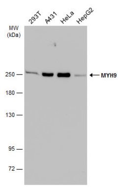 MYH9 Polyclonal Antibody, Invitrogen 100 &mu;L; Unconjugated:Antibodies,