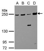 MYH9 Polyclonal Antibody, Invitrogen 100 μL; Unconjugated