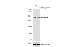 Invitrogen MYH9 Polyclonal Antibody 100 &mu;L | Buy Online | Invitrogen&trade; | Fisher Scientific