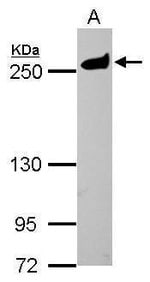 MYH9 Polyclonal Antibody, Invitrogen 100 μL; Unconjugated