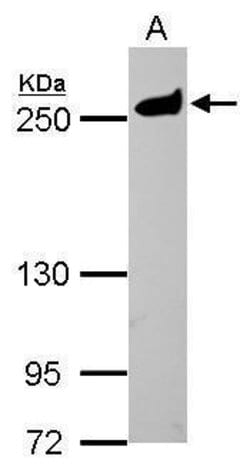 MYH9 Polyclonal Antibody, Invitrogen 100 &mu;L; Unconjugated:Antibodies,