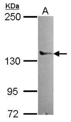POLG Polyclonal Antibody:Antibodies, Polyclonal