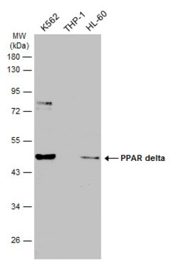 PPAR delta Polyclonal Antibody:Antibodies, Polyclonal