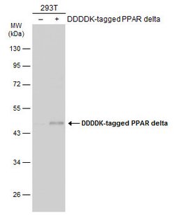 PPAR delta Polyclonal Antibody:Antibodies, Polyclonal