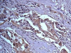 Invitrogen 14-3-3 beta Polyclonal Antibody 100 &mu;L; Unconjugated:Antibodies,