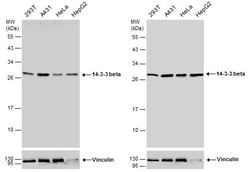 Invitrogen 14-3-3 beta Polyclonal Antibody 100 &mu;L; Unconjugated:Antibodies,