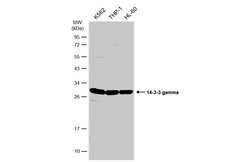 Invitrogen 14-3-3 gamma Polyclonal Antibody 100 &mu;L; Unconjugated:Antibodies,