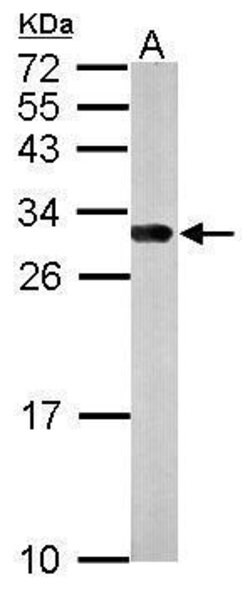 Invitrogen 14-3-3 gamma Polyclonal Antibody 100 &mu;L; Unconjugated:Antibodies,