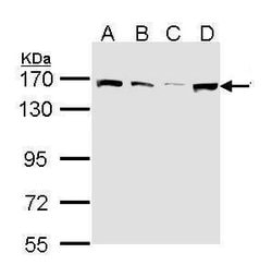Invitrogen SMC1 Polyclonal Antibody 100 &mu;L; Unconjugated:Antibodies,