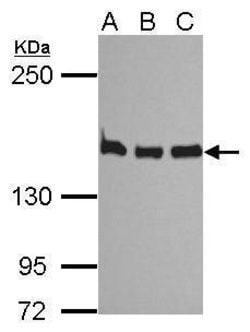 Invitrogen SMC1 Polyclonal Antibody 100 &mu;L; Unconjugated:Antibodies,