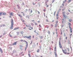 WWOX Polyclonal Antibody:Antibodies, Polyclonal