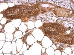 WWOX Polyclonal Antibody:Antibodies, Polyclonal