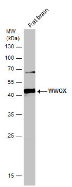 WWOX Polyclonal Antibody:Antibodies, Polyclonal