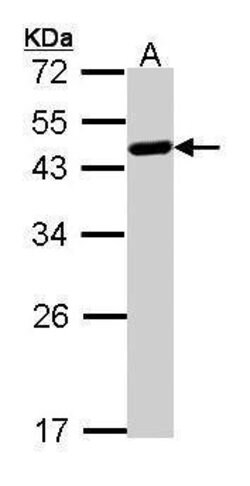 WWOX Polyclonal Antibody:Antibodies, Polyclonal