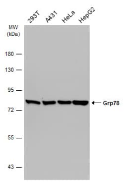 Invitrogen GRP78 Polyclonal Antibody 100 &mu;L | Buy Online | Invitrogen&trade; | Fisher Scientific