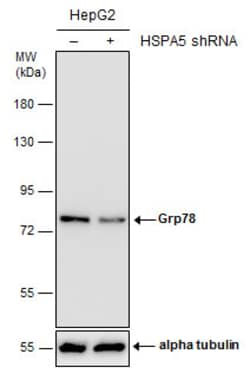 Invitrogen GRP78 Polyclonal Antibody 100 &mu;L | Buy Online | Invitrogen&trade; | Fisher Scientific