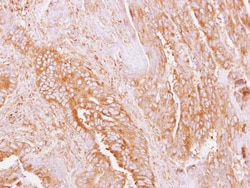 Invitrogen Amylin Polyclonal Antibody 100 &mu;L; Unconjugated:Antibodies,