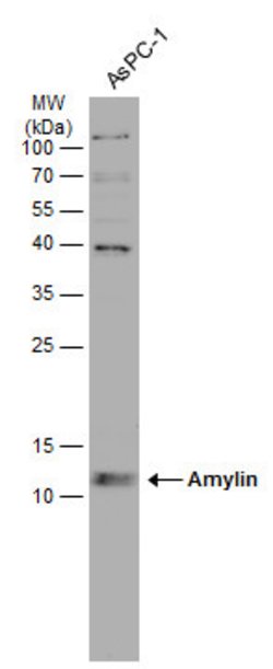 Invitrogen Amylin Polyclonal Antibody 100 &mu;L; Unconjugated:Antibodies,