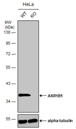 Invitrogen AKR1B1 Polyclonal Antibody 100 &mu;L; Unconjugated:Antibodies,