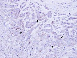 Invitrogen ATP1B1 Polyclonal Antibody 100 μL; Unconjugated:Antibodies,