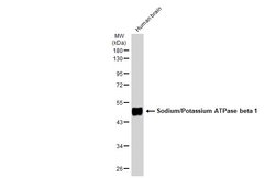 Invitrogen ATP1B1 Polyclonal Antibody 100 μL; Unconjugated:Antibodies,