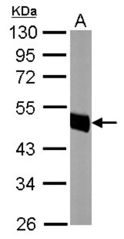 Invitrogen ATP1B1 Polyclonal Antibody 100 μL; Unconjugated:Antibodies,