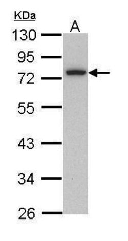Invitrogen Calpain 3 Polyclonal Antibody 100 &mu;L; Unconjugated:Antibodies,
