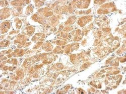 Invitrogen&trade;&nbsp;CTH Polyclonal Antibody