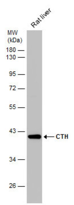 Invitrogen CTH Polyclonal Antibody 100 &mu;L | Buy Online | Invitrogen&trade; | Fisher Scientific