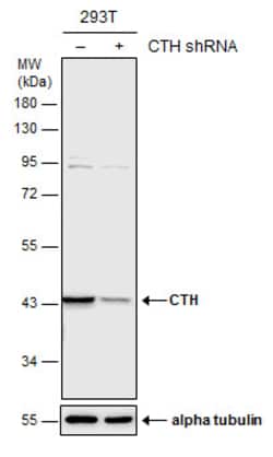 Invitrogen CTH Polyclonal Antibody 100 &mu;L | Buy Online | Invitrogen&trade; | Fisher Scientific