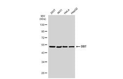 Invitrogen DBT Polyclonal Antibody 100 &mu;L; Unconjugated:Antikörper