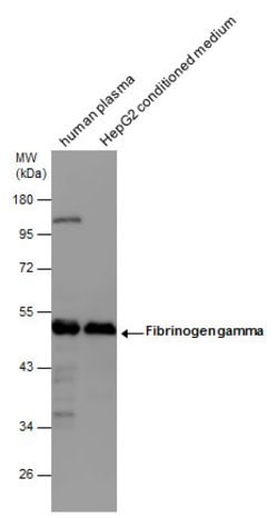 Invitrogen Fibrinogen gamma Polyclonal Antibody 100 &mu;L; Unconjugated:Antibodies,