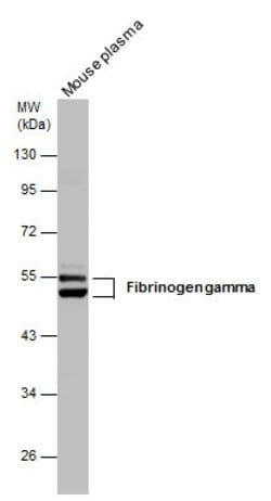 Invitrogen Fibrinogen gamma Polyclonal Antibody 100 &mu;L; Unconjugated:Antibodies,