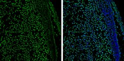 Invitrogen GATA2 Polyclonal Antibody 100 &mu;L; Unconjugated:Antibodies,