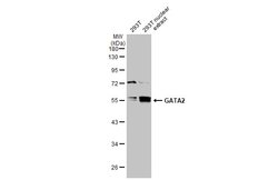 Invitrogen GATA2 Polyclonal Antibody 100 &mu;L; Unconjugated:Antibodies,