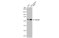 Invitrogen GATA2 Polyclonal Antibody 100 &mu;L; Unconjugated:Antibodies,
