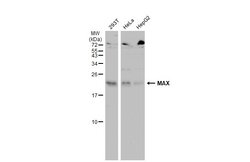 Invitrogen MAX Polyclonal Antibody 100 &mu;L | Buy Online | Invitrogen&trade; | Fisher Scientific