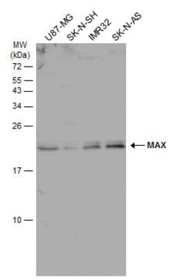 Invitrogen MAX Polyclonal Antibody 100 &mu;L | Buy Online | Invitrogen&trade; | Fisher Scientific