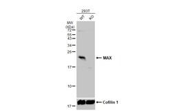 Invitrogen MAX Polyclonal Antibody 100 &mu;L | Buy Online | Invitrogen&trade; | Fisher Scientific