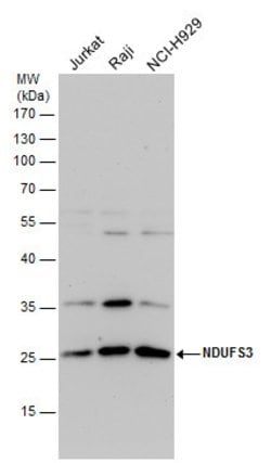 Invitrogen NDUFS3 Polyclonal Antibody 100 &mu;L; Unconjugated:Antibodies,