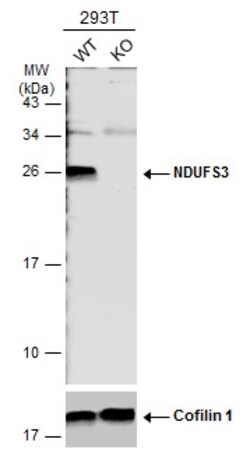 Invitrogen NDUFS3 Polyclonal Antibody 100 &mu;L; Unconjugated:Antibodies,