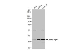 Invitrogen PP2A alpha Polyclonal Antibody 100 &mu;L; Unconjugated:Antibodies,