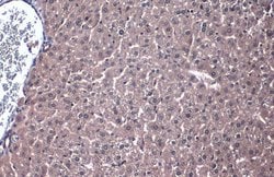 Invitrogen PP2A alpha Polyclonal Antibody 100 &mu;L; Unconjugated:Antibodies,