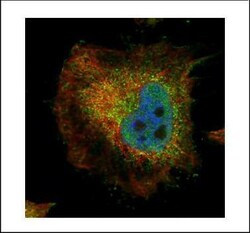 Invitrogen PPP2R4 Polyclonal Antibody 100 &mu;L; Unconjugated:Antibodies,