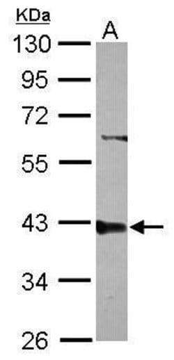 Invitrogen PPP2R4 Polyclonal Antibody 100 &mu;L; Unconjugated:Antibodies,